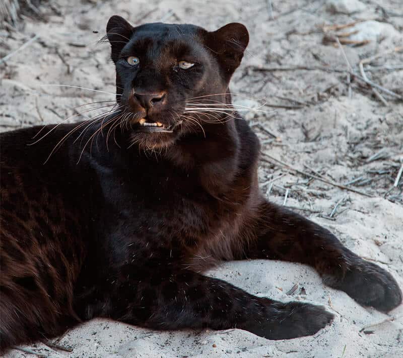 Black Panther - Information, characteristics and curiosities - Animals world