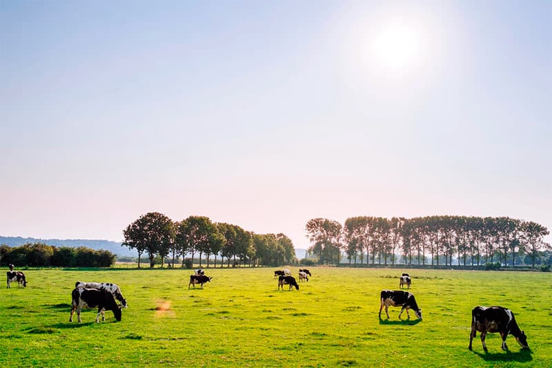 Cows feeding on grass