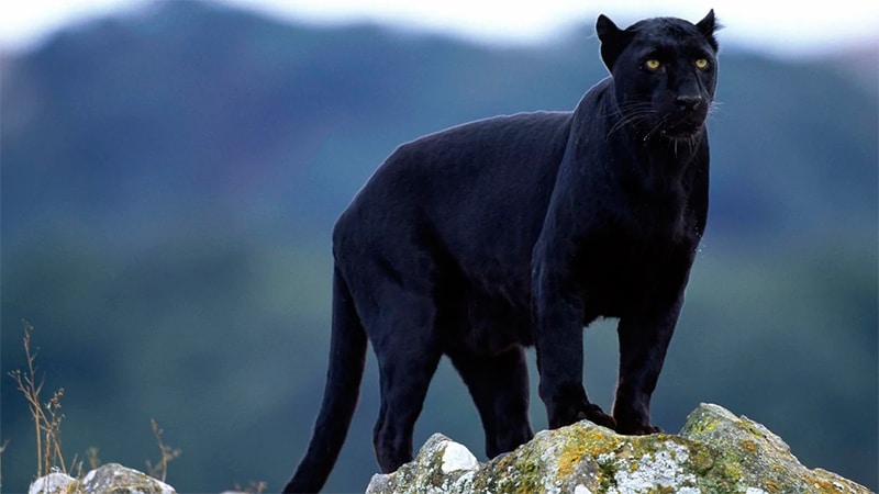 Black leopard