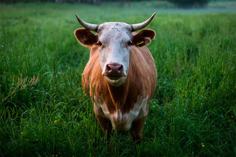 Cow seen from the front