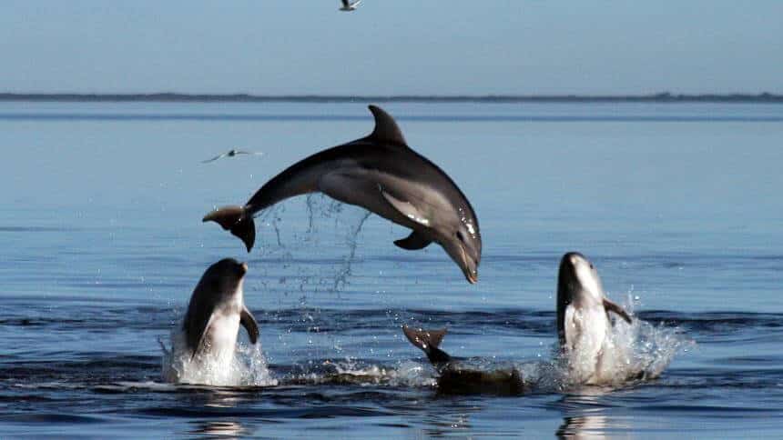 A group of dolphins having fun.