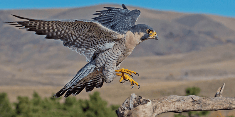 The hawk is the fastest animal in the world.