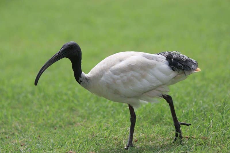 The Ibis was once a sacred animal.