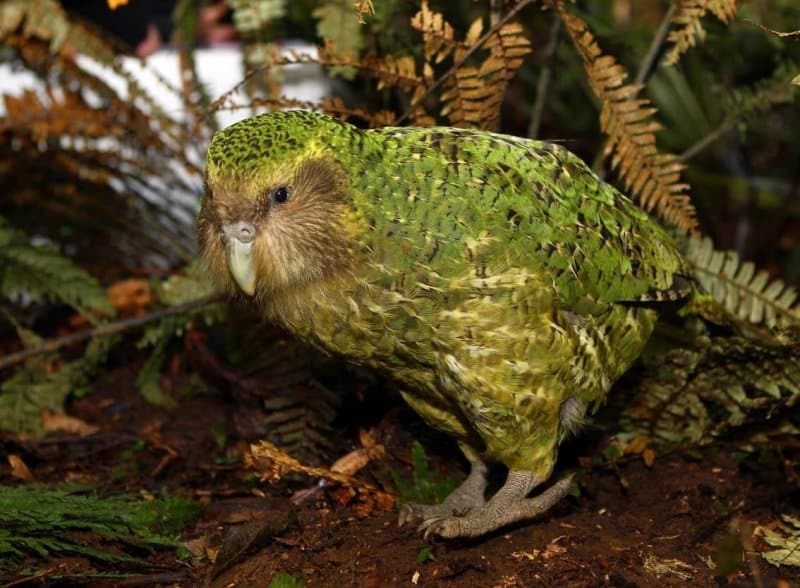 Image of a kakapo