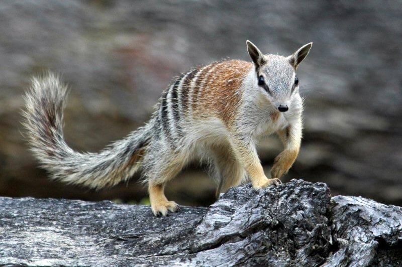 Image of a numbat 