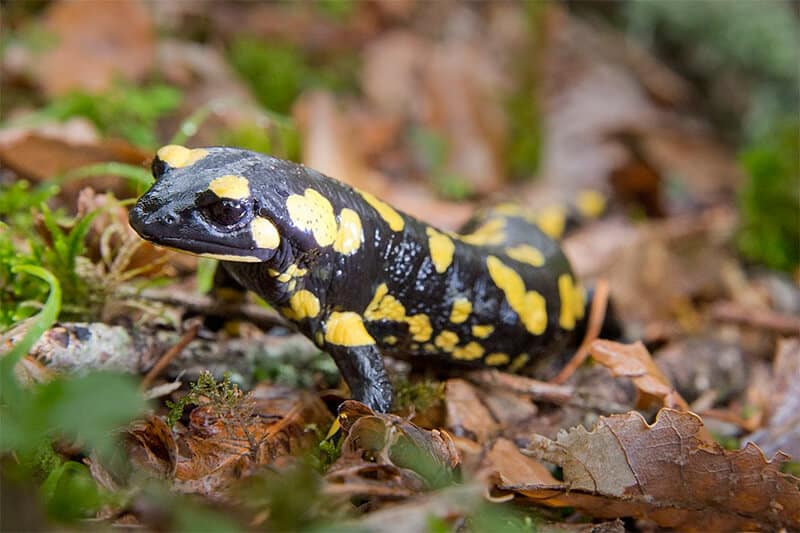 Common salamander 