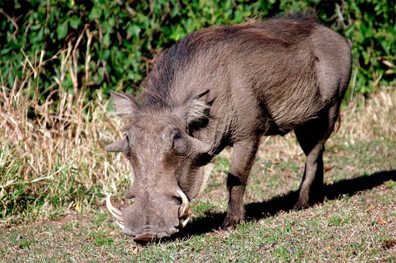 Male wild boar
