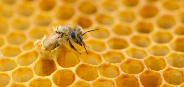 كيفية جذب النحل للخلية