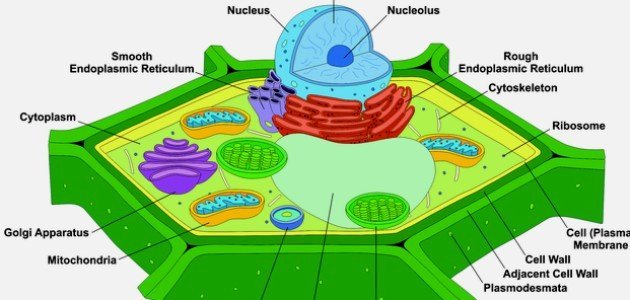 تختلف الخلايا النباتيه عن الخليه الحيوانيه