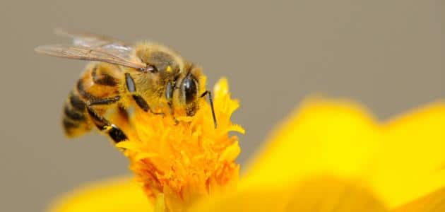 كم عدد الأجنحة التي تمتلكها النحلة