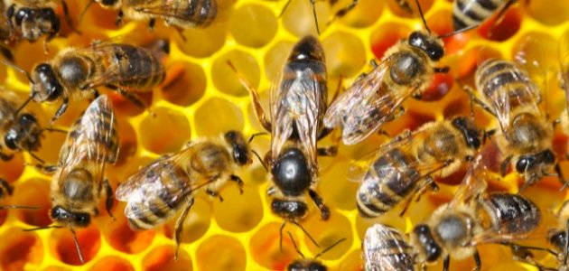 ماذا تسمى مجموعة النحل ؟