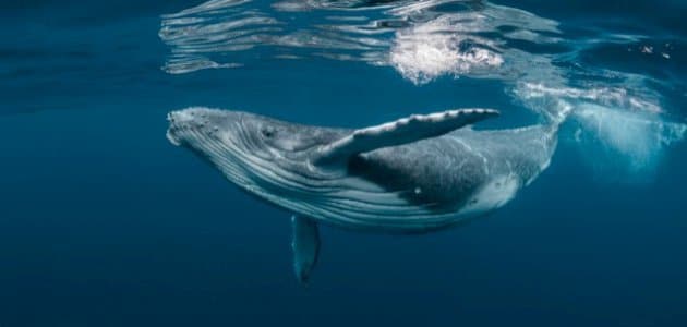 كم يزن الحوت الازرق