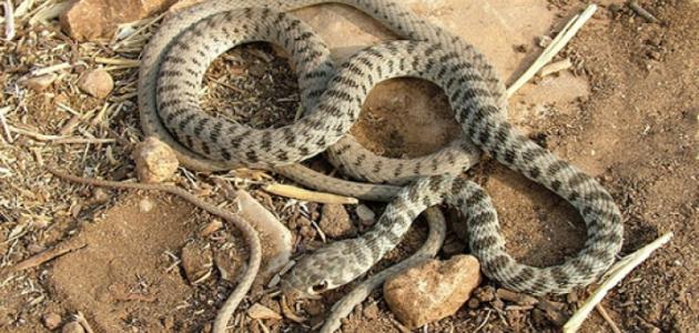 أنواع الثعابين السامة في السعودية