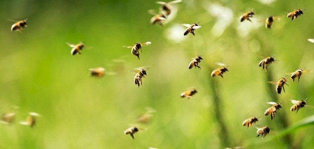 فوائد لدغة النحل