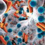 كيف يمكن أن تكون البكتيريا مفيدة للإنسان