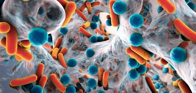 كيف يمكن أن تكون البكتيريا مفيدة للإنسان