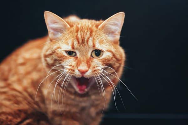 قطة برتقالية وفمها مفتوح - عطس أو فواق.
