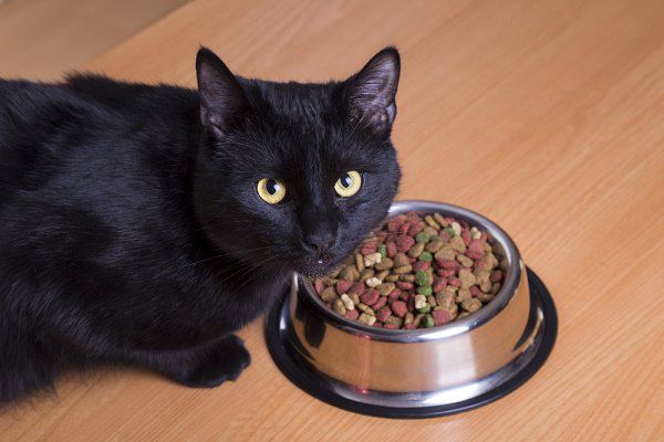 قطة سوداء تأكل طعامًا جافًا من وعاء.