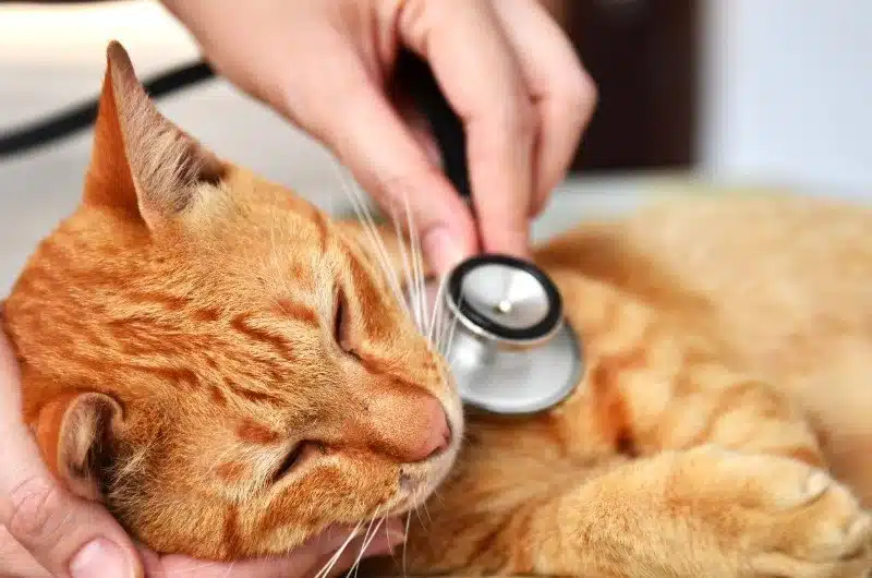 علاج قطتك بالأموكسيسيلين