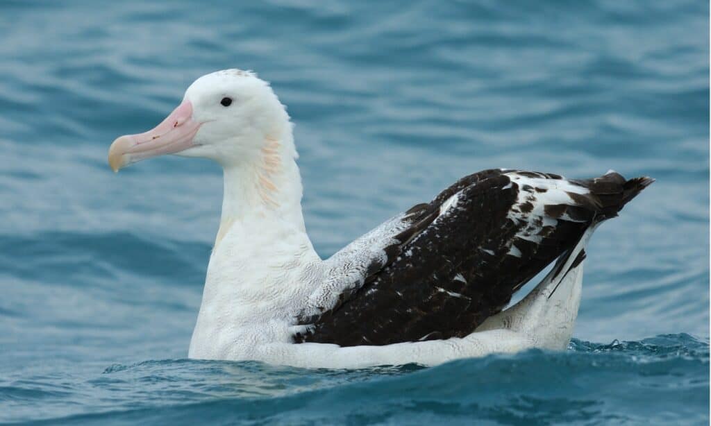 A Wandering Albatross (Diomedea exulans) on the South Pacific Ocean, off Kaikoura, South Island, New Zealand.