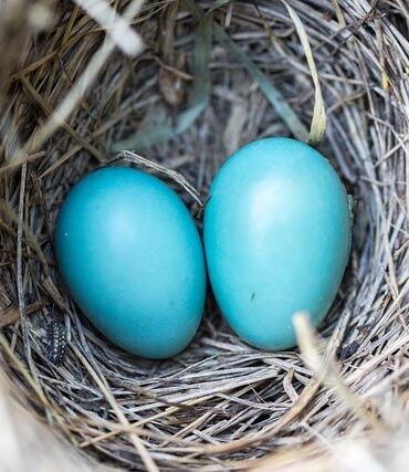كيف تبني الطيور أعشاشها بإتقان مذهل؟