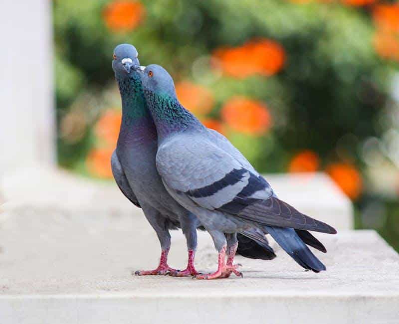 كيف تميز الطيور بين الألوان؟
