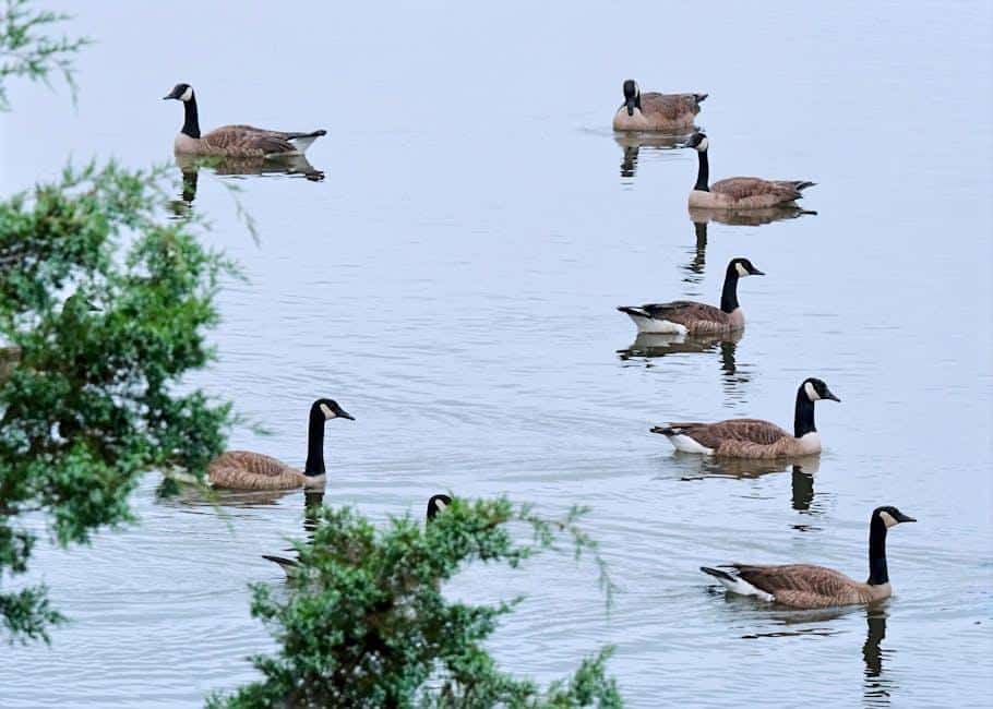 أسباب هجرة الطيور: بين الغذاء والمناخ