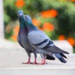 ماذا تأكل الطيور؟ دليل شامل