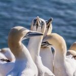 طيور البحر: مهارات مذهلة في الغوص والصيد